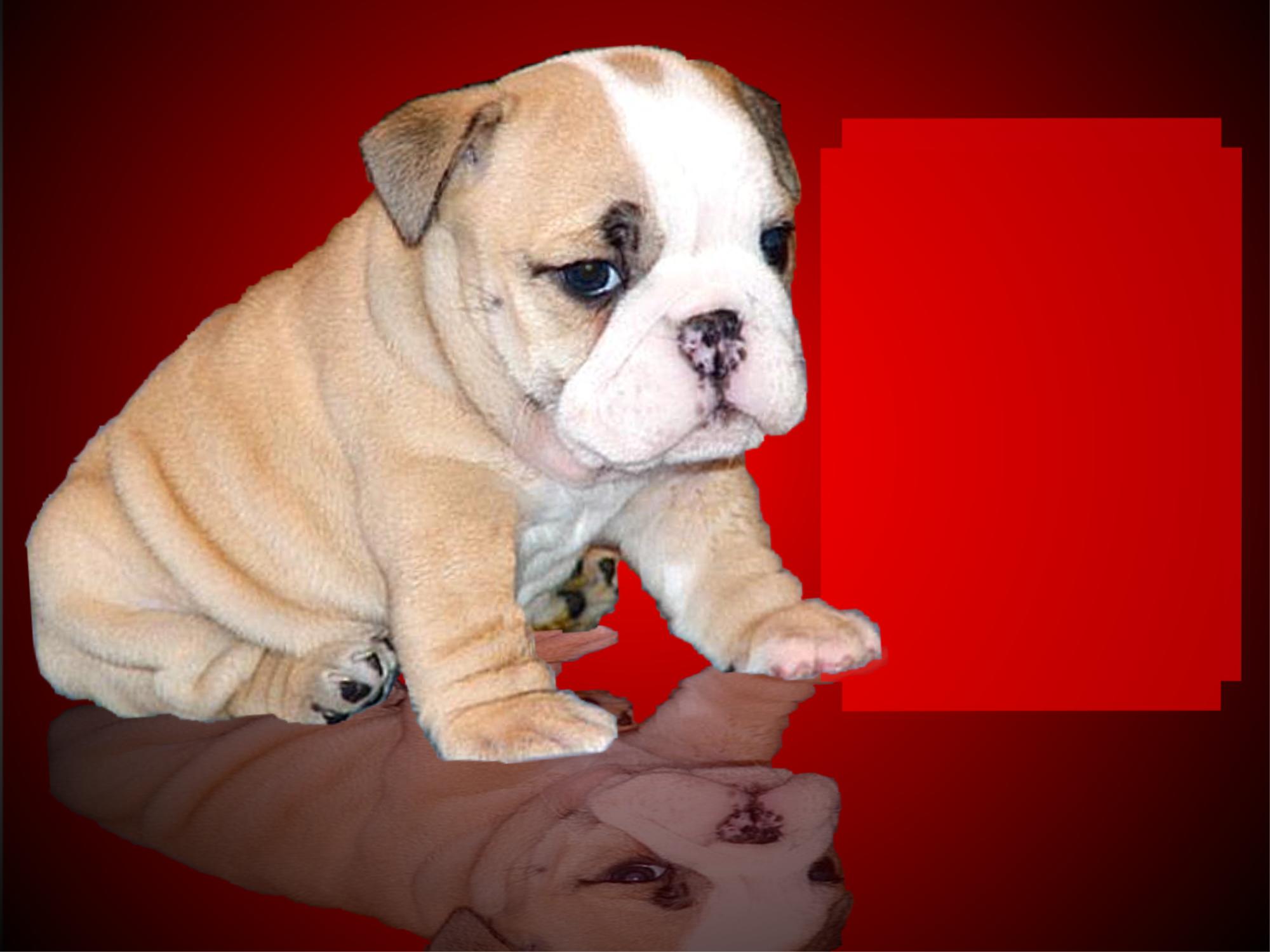 miniature american bulldog for sale